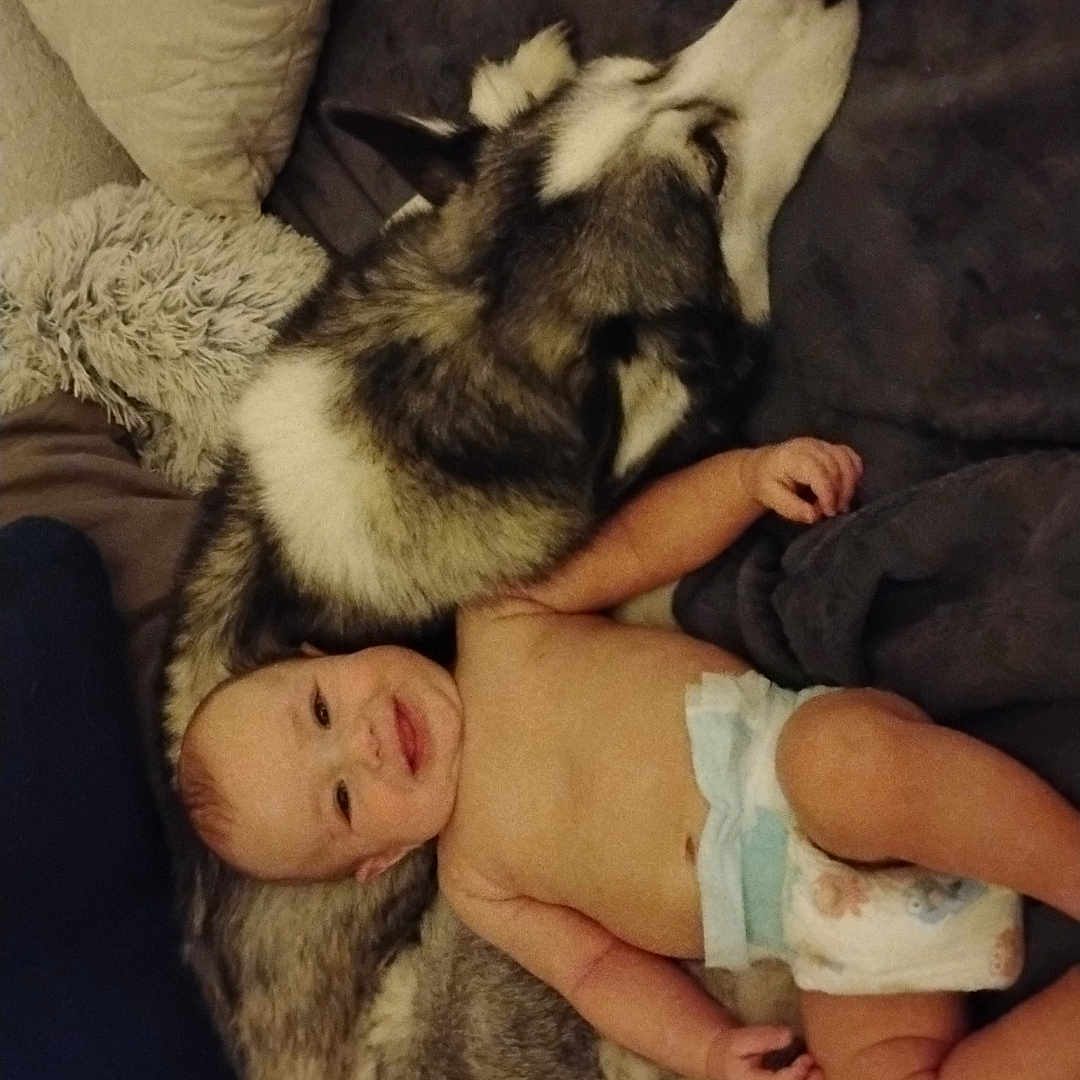 Cylus is registered to the contest to win money with this photo: animal, baby, blanket, canine, couch, cushion, diaper, dog, face, furniture, head, homedecor, husky, newborn, person, pet, photography, portrait, puppy, sleeping