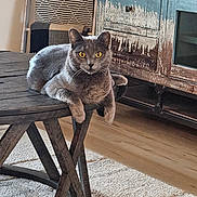 Miss Kitty joined the competition — help win amazing prizes! animal, blanket, cabinet, cat, coffee_table, cozy, distressed_furniture, domestic, flooring, folded_blanket, furniture, gray_cat, indoor, interior, living_room, pet, resting, rug, wooden_table, yellow_eyes