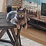 animal, blanket, cabinet, cat, coffee_table, cozy, distressed_furniture, domestic, flooring, folded_blanket, furniture, gray_cat, indoor, interior, living_room, pet, resting, rug, wooden_table, yellow_eyes