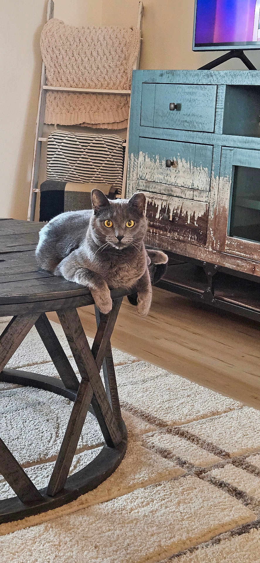 Miss Kitty