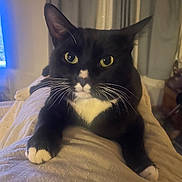 Pete The Cat joined the competition — help win amazing prizes! cat, tuxedo_cat, black_and_white, pet, indoor, cozy, feline, whiskers, yellow_eyes, curtains, soft_lighting, relaxed, close_up, paw, lying_down, domestic_animal, cute, fur, animal, mammal