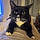 Pete The Cat