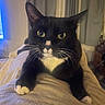 cat, tuxedo_cat, black_and_white, pet, indoor, cozy, feline, whiskers, yellow_eyes, curtains, soft_lighting, relaxed, close_up, paw, lying_down, domestic_animal, cute, fur, animal, mammal