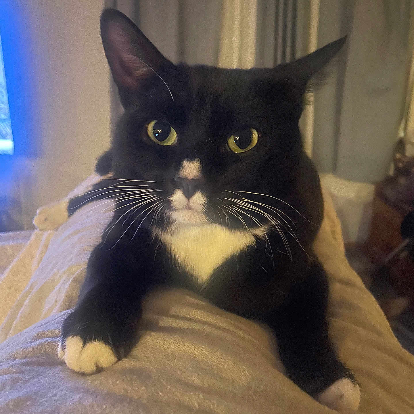 Pete The Cat