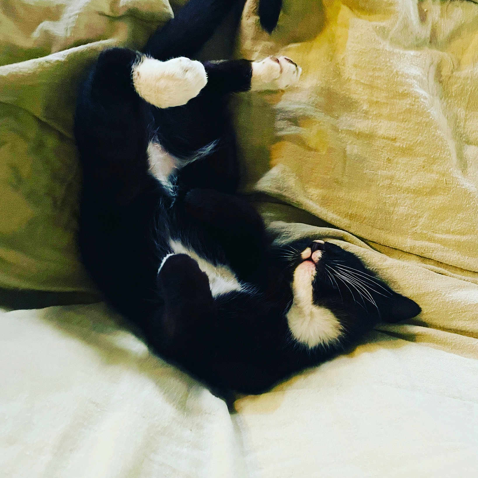Pete