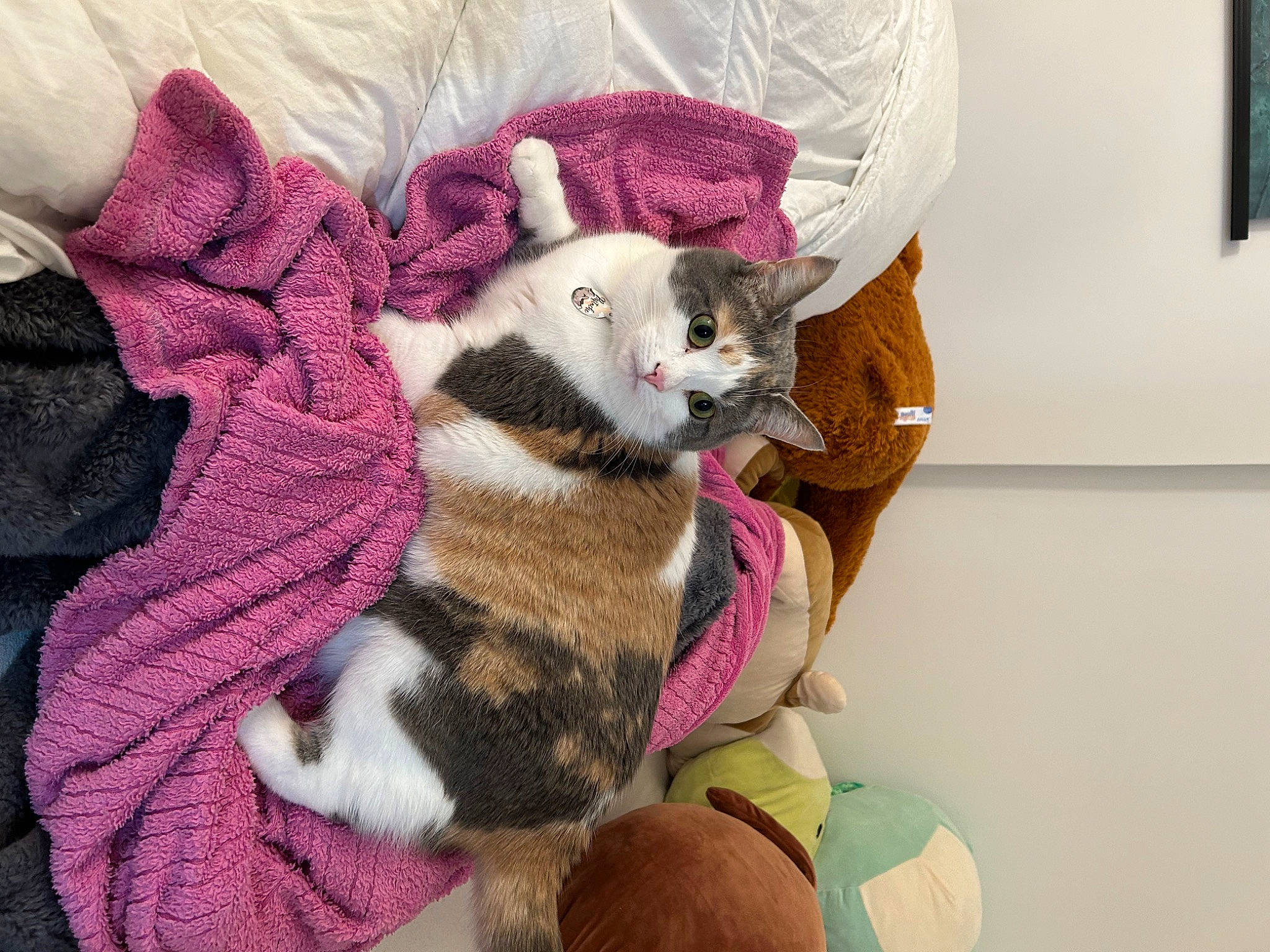 Pistache a rejoint le concours — aidez-le/la à gagner de superbes lots ! carnivore, cat, cat_supply, comfort, companion_dog, domestic_short_haired_cat, fawn, felidae, fur, linens, nap, pattern, picture_frame, sleeve, small_to_medium_sized_cats, stuffed_toy, tail, toy, whiskers, wool