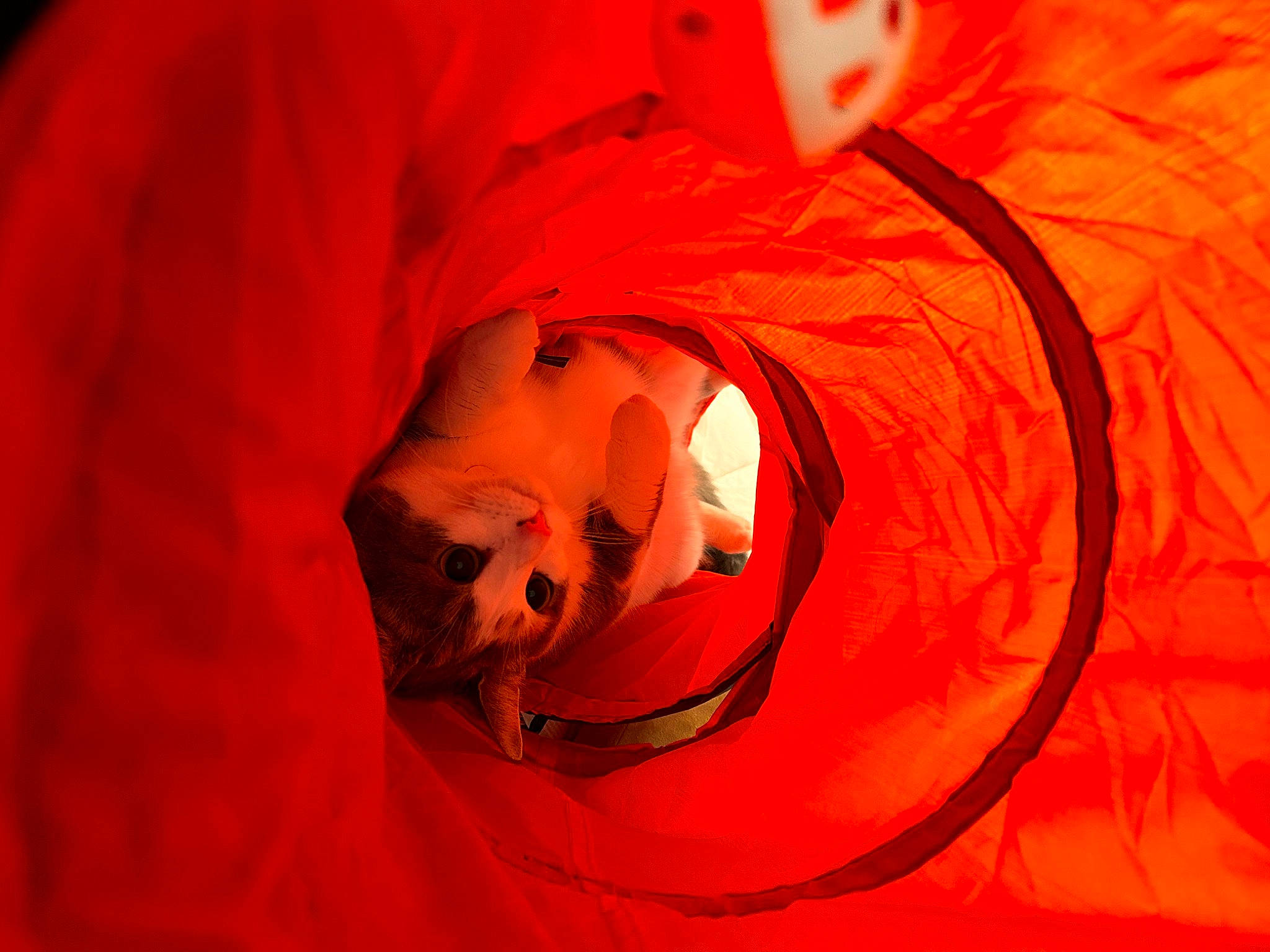 Pistache a rejoint le concours — aidez-le/la à gagner de superbes lots ! animation, art, carmine, cg_artwork, comfort, felidae, fictional_character, flesh, fur, heat, illustration, mouth, orange, peach, petal, red, room, small_to_medium_sized_cats, tail, whiskers