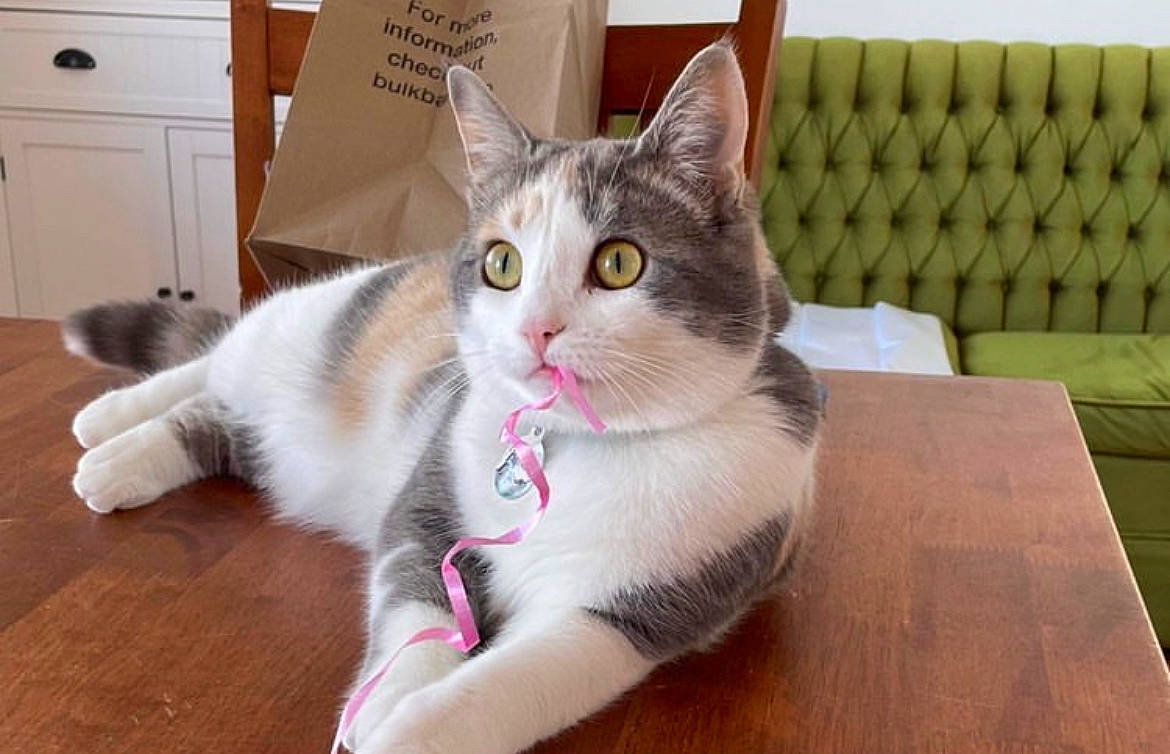 Pistache a rejoint le concours — aidez-le/la à gagner de superbes lots ! carnivore, cat, cat_furniture, cat_supply, claw, domestic_short_haired_cat, fawn, felidae, flooring, fur, hardwood, paw, pet_supply, small_to_medium_sized_cats, snout, table, tail, whiskers, wood, wood_flooring