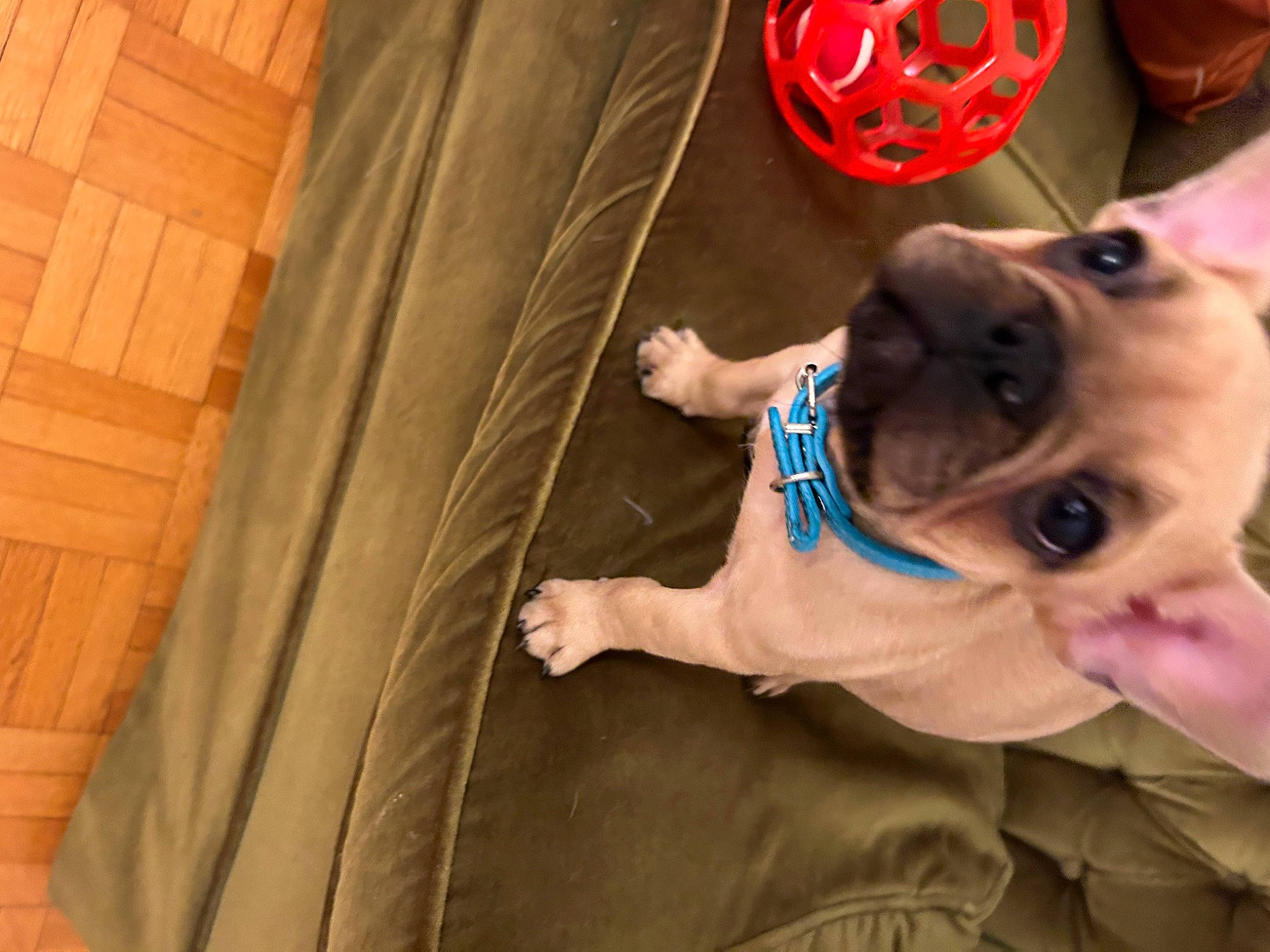 Hubert participe au concours pour gagner de l'argent avec cette photo : carnivore, collar, companion_dog, dog, dog_breed, dog_clothes, dog_collar, dog_supply, eyewear, fawn, flooring, glasses, leash, pet_supply, pug, sunglasses, toy_dog, vision_care, wood, working_animal