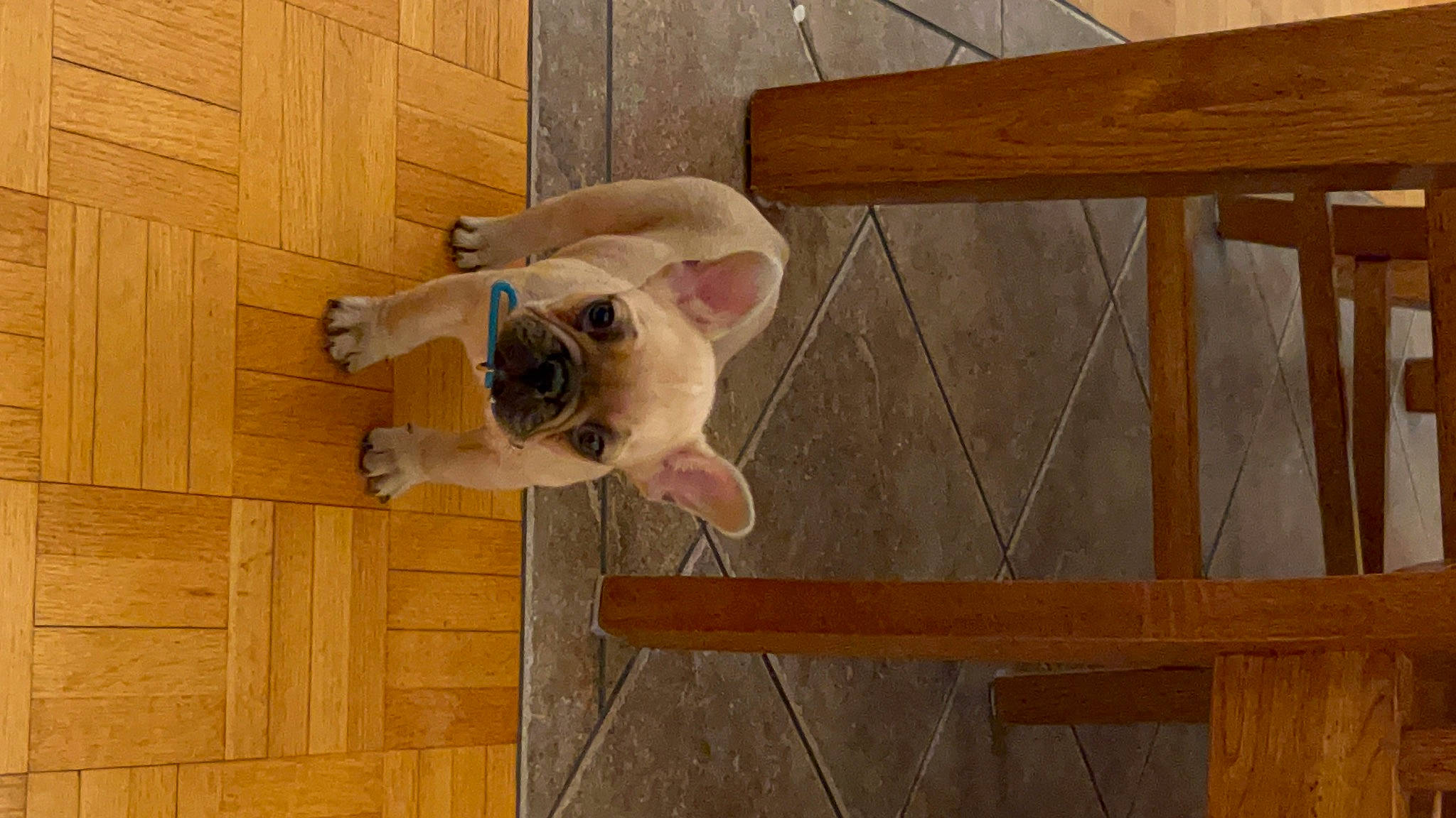 Hubert a rejoint le concours — aidez-le/la à gagner de superbes lots ! ball, canidae, carnivore, companion_dog, dog, dog_breed, fawn, floor, flooring, hardwood, pet_supply, plank, plywood, snout, sporting_group, tail, wood, wood_flooring, wood_stain, working_animal