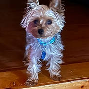 Ozzie is registered to the contest to win money with this photo: alert, animal, blue_collar, brown, closeup, collar, companion, curious, cute, dog, domestic_animal, fur, furry, indoor, pet, portrait, small_dog, standing, tan, wooden_floor