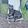 dog, black_dog, outdoor_chair, lounge_chair, grass, wood_chips, backyard, wicker_chair, pet, animal, relaxed, curious, daylight, nature, resting, seat, canine, furniture, summer, domestic_animal