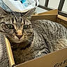 cat, tabby_cat, cardboard_box, pet, indoor, carpet, fur, whiskers, green_eyes, animal, domestic_cat, relaxed, curious, close_up, household, box, resting, striped_fur, feline, cute