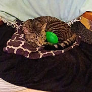 Tif is registered to the contest to win money with this photo: cat, tabby_cat, sleeping, blanket, chair, indoor, pet, animal, feline, resting, cozy, striped, green_egg, wooden_floor, comfort, domestic, fur, relaxation, cute, household
