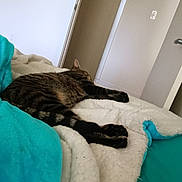 Tiger joined the competition — help win amazing prizes! cat, tabby_cat, sleeping, blanket, bed, indoor, furniture, cozy, striped, fur, pet, resting, domestic_animal, comfort, soft, relaxation, animal, cute, peaceful, home