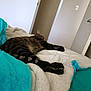 cat, tabby_cat, sleeping, blanket, bed, indoor, furniture, cozy, striped, fur, pet, resting, domestic_animal, comfort, soft, relaxation, animal, cute, peaceful, home