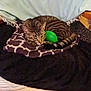 Tiger is registered to the contest to win money with this photo: cat, tabby_cat, sleeping, blanket, chair, indoor, pet, animal, feline, resting, cozy, striped, green_egg, wooden_floor, comfort, domestic, fur, relaxation, cute, household