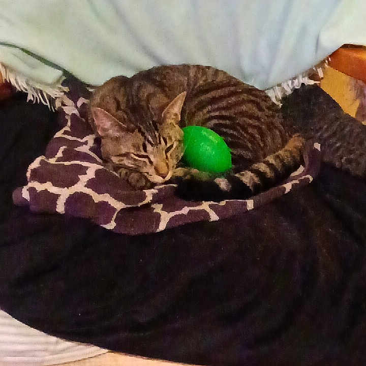 Tiger is registered to the contest to win money with this photo: animal, blanket, cat, chair, comfort, cozy, cute, domestic, feline, fur, green_egg, household, indoor, pet, relaxation, resting, sleeping, striped, tabby_cat, wooden_floor