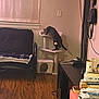Tiger is registered to the contest to win money with this photo: cat, cat_tree, futon, blanket, wood_floor, television, table, books, papers, living_room, curious, indoor, furniture, electronics, clutter, wall, window, curtains, cord, houseplant
