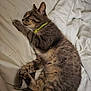 animal, bed, blanket, cat, collar, cozy, cute, domestic, feline, fur, indoor, mammal, peaceful, pet, relaxed, resting, sleeping, soft, tabby, whiskers