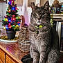 Crumble a rejoint le concours — aidez-le/la à gagner de superbes lots ! cat, grey_cat, christmas_tree, christmas_lights, ornament, collar, bell, wicker_basket, wooden_table, bookshelf, books, indoor, festive, decoration, cozy, portrait, pet, sitting, plant, home_decor