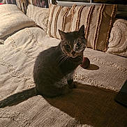 Crumble a rejoint le concours — aidez-le/la à gagner de superbes lots ! cat, couch, cozy, curious, decor, domestic_animal, evening, feline, furniture, home, indoor, pet, pillows, relaxing, shadow, sitting, tabby, textured_fabric, warm_lighting, window