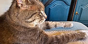 Crumble participe au concours pour gagner de l'argent avec cette photo : blue_cabinet, cat, closeup, cozy, domestic_animal, ears, feline, furniture, gray_cat, household, indoor, paw, pet, relaxing, resting, side_view, sleeping, soft_surface, tabby, whiskers