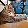 blue_cabinet, cat, closeup, cozy, domestic_animal, ears, feline, furniture, gray_cat, household, indoor, paw, pet, relaxing, resting, side_view, sleeping, soft_surface, tabby, whiskers