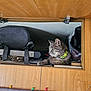 bag, casual, cat, collar, cozy, curious, dashboard, domestic_animal, feline, gray_tabby, green_collar, indoor, interior, overhead_storage, pet, relaxed, resting, side_view, vehicle, wooden_compartment
