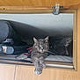 animal, bag, cat, cozy, domestic, feline, fur, gear, gray_tabby, hidden_spot, indoor, paws, pet, quiet, relaxed, resting, sleepy, stretching, whiskers, wooden_compartment