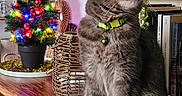 Crumble participe au concours pour gagner de l'argent avec cette photo : bell, books, bookshelf, cat, christmas_tree, collar, cozy, feline, festive, grey_fur, holiday, home_decor, indoor, ornament, pet, portrait, sitting, tree_lights, wicker_basket, wooden_table