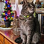 Crumble participe au concours pour gagner de l'argent avec cette photo : cat, feline, pet, christmas_tree, tree_lights, ornament, collar, bell, wooden_table, wicker_basket, bookshelf, books, home_decor, indoor, portrait, sitting, grey_fur, cozy, holiday, festive