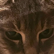 Crumble participe au concours pour gagner de l'argent avec cette photo : cat, feline, close_up, face, eyes, whiskers, nose, tabby, fur, pet, portrait, animal, macro, indoor, head, markings, stare, detail, muzzle, soft_texture