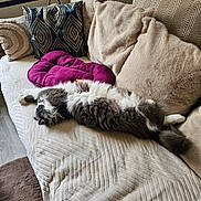 Roméo participe au concours pour gagner de l'argent avec cette photo : bookshelf, carpet, cat, couch, cozy, fur, grey_and_white, home_decor, indoor, living_room, long_hair_cat, nap, pet, pillows, purple_pillow, relaxed, sleeping, stretched_out, textured_fabric, throw_blanket