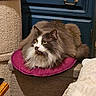 Roméo a rejoint le concours — aidez-le/la à gagner de superbes lots ! cabinet, cat, cat_tree, cozy, cushion, drawer_handle, dresser, fluffy, fur, furniture, indoor, long_hair_cat, pet_bed, pillow, portrait, purple_cushion, relaxed, sitting, whiskers, yellow_eyes