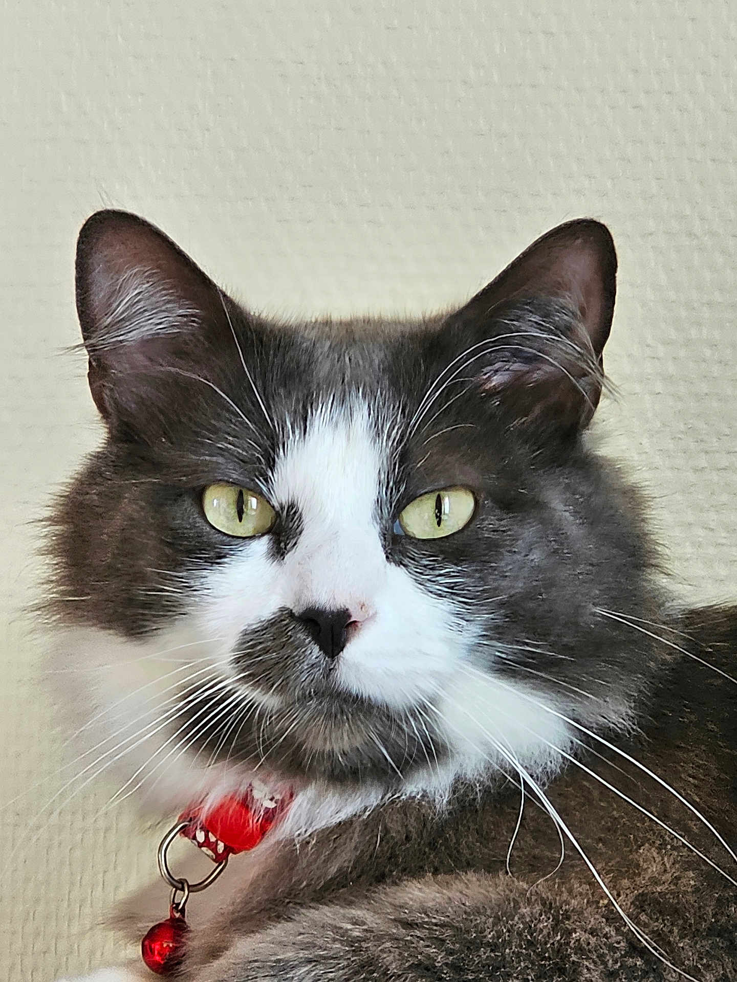 Roméo a rejoint le concours — aidez-le/la à gagner de superbes lots ! cat, gray_cat, white_fur, yellow_eyes, red_collar, pet, animal, fluffy, whiskers, close_up, portrait, feline, indoor, domestic_cat, cute, looking, alert, face, ears, nose