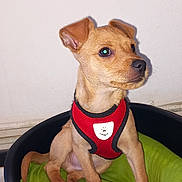 Gucci participe au concours pour gagner de l'argent avec cette photo : alert, animal, bone, brown_dog, canine, cute, dog, domestic, floor, green_blanket, indoor, pet_bed, playful, puppy, red_harness, sitting, small_dog, toy, white_wall, young_dog