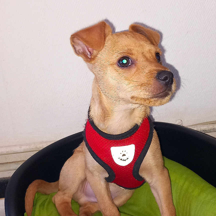 Gucci participe au concours pour gagner de l'argent avec cette photo : alert, animal, bone, brown_dog, canine, cute, dog, domestic, floor, green_blanket, indoor, pet_bed, playful, puppy, red_harness, sitting, small_dog, toy, white_wall, young_dog