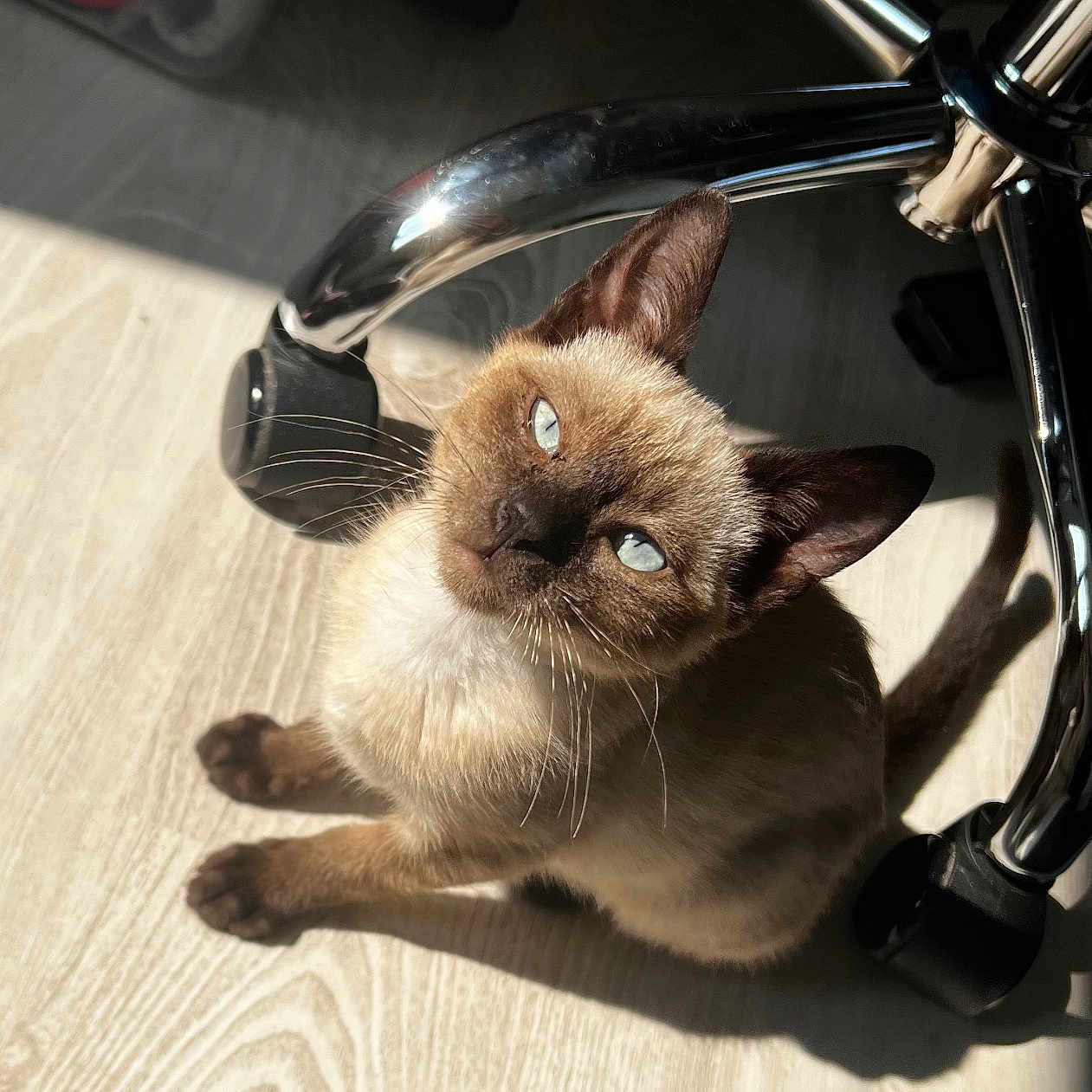Moshi participe au concours pour gagner de l'argent avec cette photo : alloywheel, animal, bell, bicycle, car, carwheel, cat, hardwood, kitten, machine, manx, pet, siamese, spoke, tire, transportation, vehicle, wheel, wood