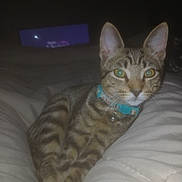 Saint is registered to the contest to win money with this photo: animal, bed, blanket, cat, closeup, collar, cozy, cute, domestic, ears, eyes, feline, household, indoor, lying_down, pet, resting, soft_lighting, tabby, whiskers