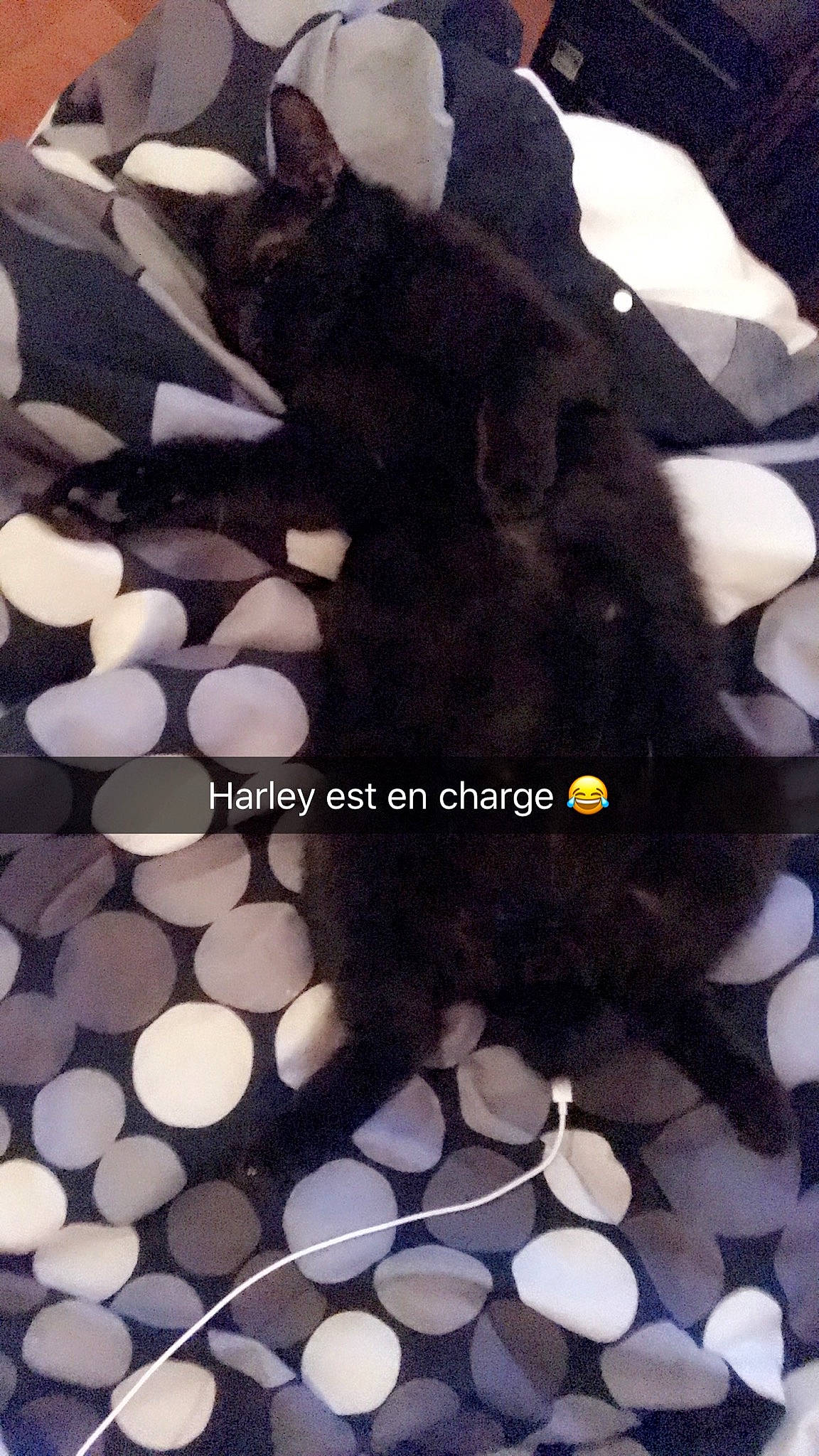 Harley participe au concours pour gagner de l'argent avec cette photo : black, black_hair, design, fashion_accessory, feather, flooring, fur, lace_wig, pattern, petal, photography, plant, rock, square, textile, tree