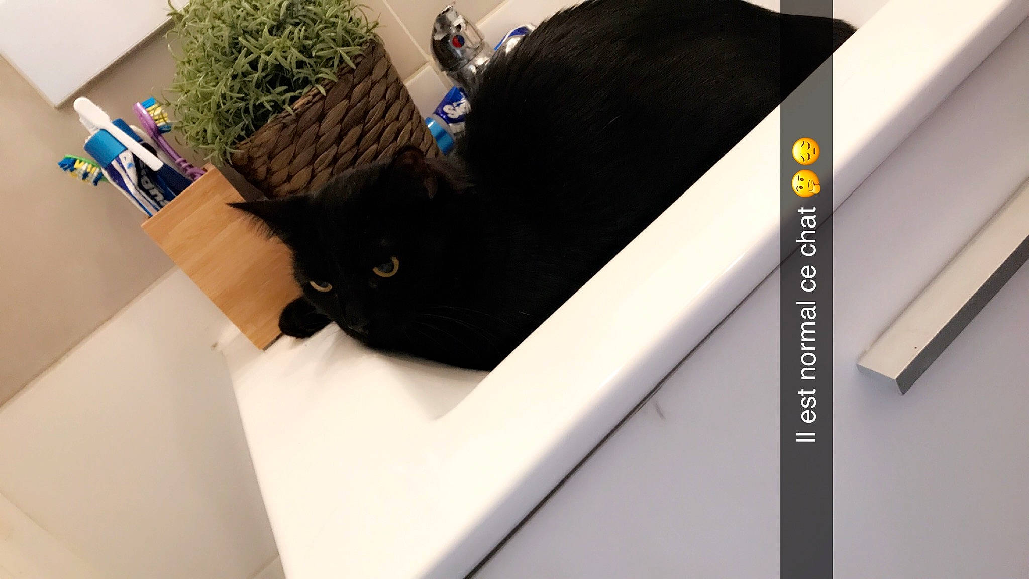 Harley a rejoint le concours — aidez-le/la à gagner de superbes lots ! black, black_cat, cat, felidae, material_property, room, small_to_medium_sized_cats