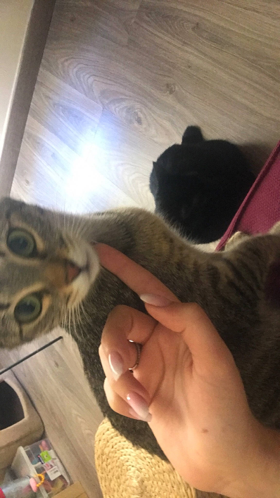 Harley participe au concours pour gagner de l'argent avec cette photo : carnivore, cat, domestic_short_haired_cat, european_shorthair, fawn, felidae, finger, foot, german_rex, hand, kitten, leg, nail, paw, polydactyl_cat, russian_blue, small_to_medium_sized_cats, whiskers