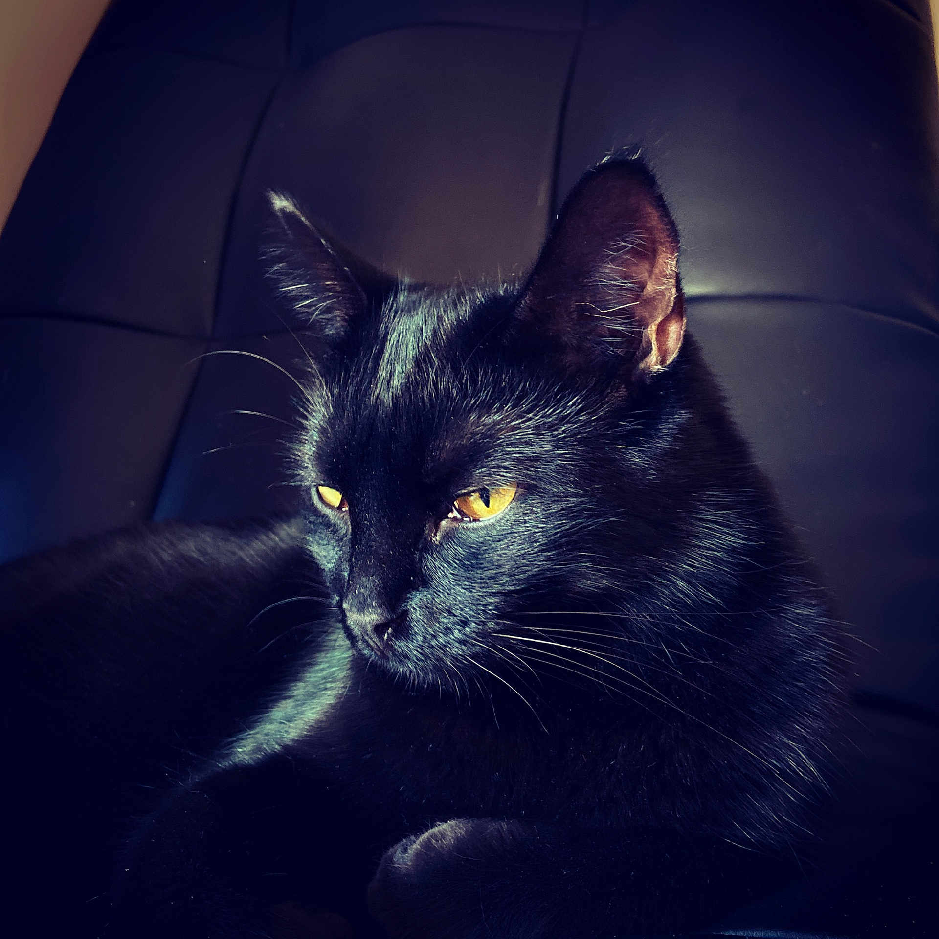 Harley
