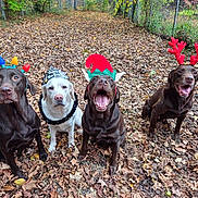 All is registered to the contest to win money with this photo: dog, chocolate_labrador, yellow_labrador, holiday_hat, christmas_lights, elf_hat, reindeer_antlers, autumn_leaves, outdoor, fence, playful, festive, pets, canine, animal, group, sitting, happy, nature, seasonal