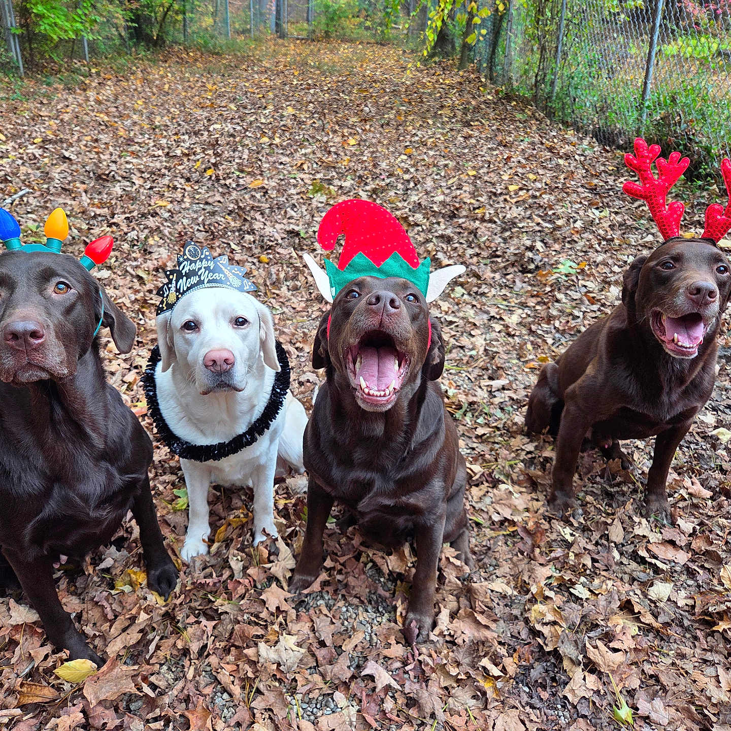All is registered to the contest to win money with this photo: animal, autumn_leaves, canine, chocolate_labrador, christmas_lights, dog, elf_hat, fence, festive, group, happy, holiday_hat, nature, outdoor, pets, playful, reindeer_antlers, seasonal, sitting, yellow_labrador