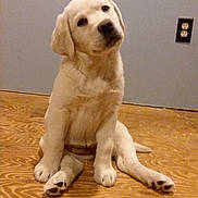 Gem is registered to the contest to win money with this photo: akbash_dog, carnivoran, companion_dog, dog, dog_breed, dog_breed_group, dog_crossbreeds, dog_like_mammal, golden_retriever, labrador_retriever, mammal, puppy, retriever, snout, sporting_group, vertebrate