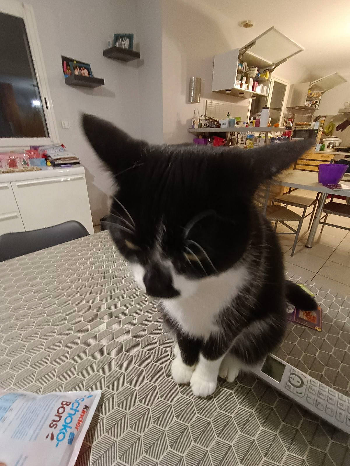 Doudoune a rejoint le concours — aidez-le/la à gagner de superbes lots ! carnivore, cat, chair, comfort, domestic_short_haired_cat, felidae, flooring, fur, grey, hardwood, houseplant, lamp, pet_supply, picture_frame, room, small_to_medium_sized_cats, snout, table, tail, whiskers