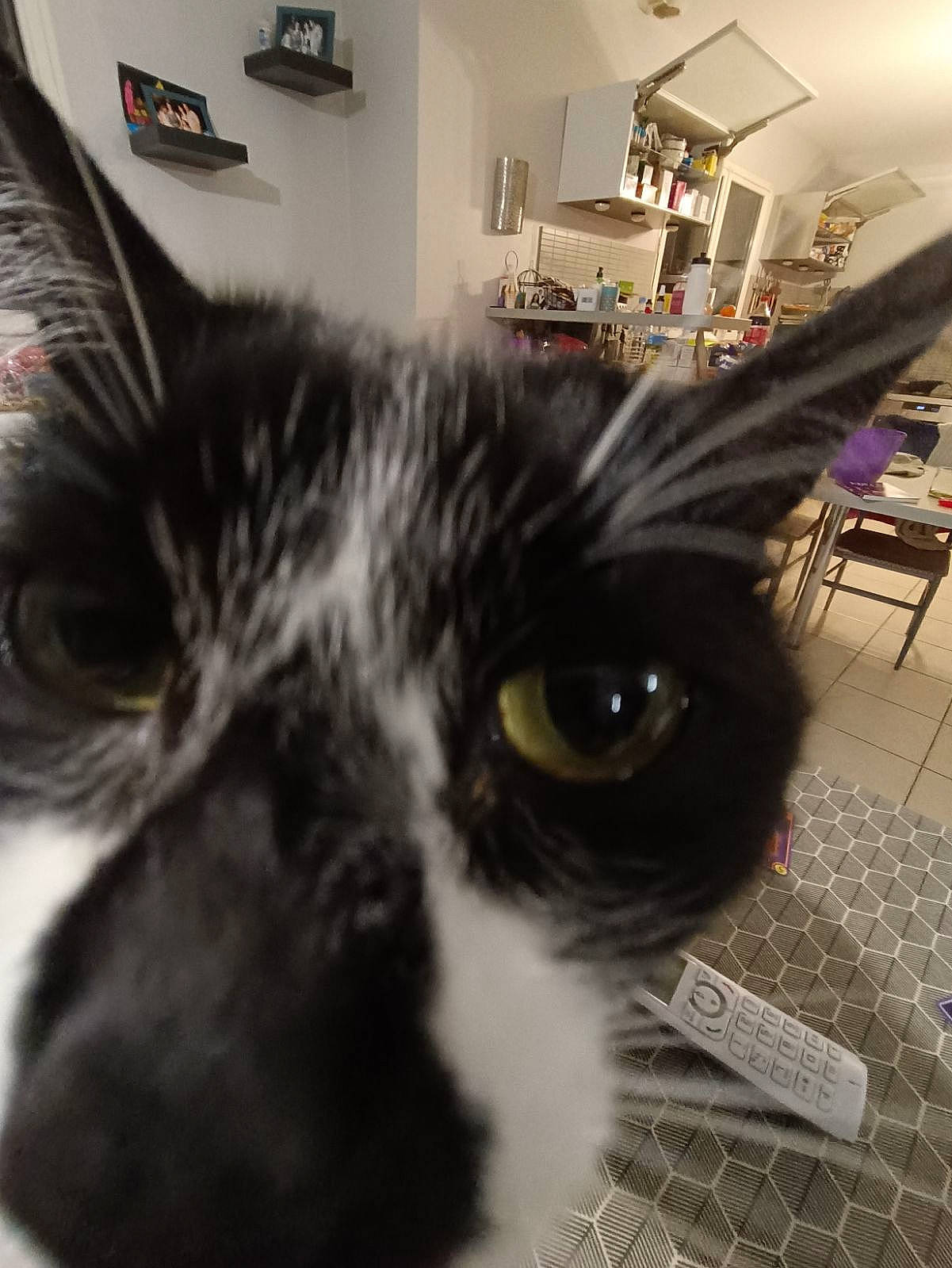 Doudoune participe au concours pour gagner de l'argent avec cette photo : carnivore, cat, chair, comfort, domestic_short_haired_cat, felidae, flooring, fur, houseplant, monochrome_photography, paw, picture_frame, plant, room, small_to_medium_sized_cats, snout, square, tail, whiskers, window