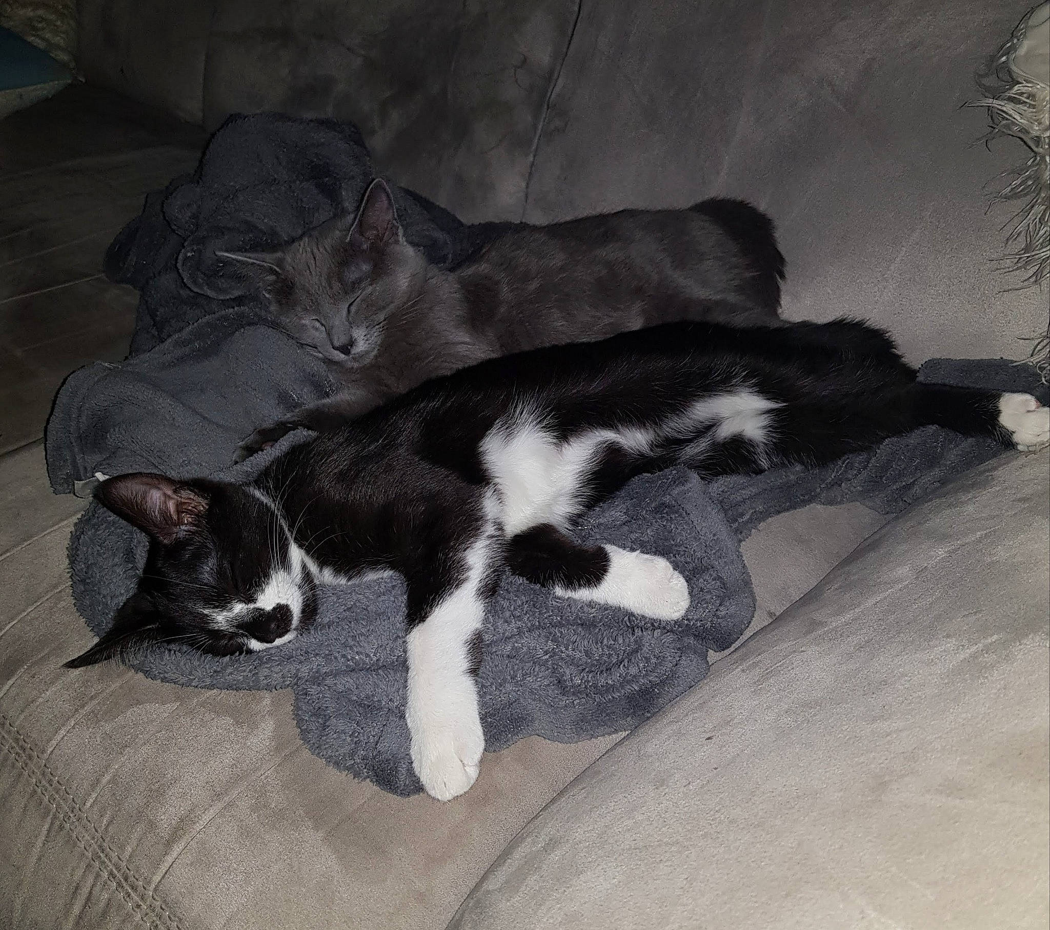 Doudoune a rejoint le concours — aidez-le/la à gagner de superbes lots ! carnivore, cat, comfort, dog_breed, domestic_short_haired_cat, felidae, fur, grey, human_leg, mammal, monochrome, monochrome_photography, nap, paw, small_to_medium_sized_cats, snout, style, tail, vertebrate, whiskers